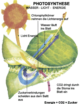 Phtosynthese