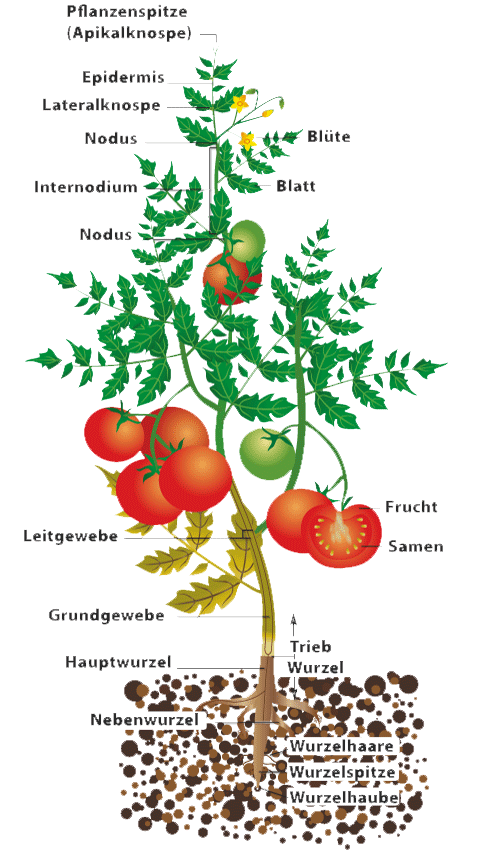 tomato-german
